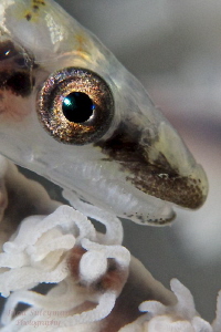 Whip Goby eye 
Taken with +17 wet diopter by Iyad Suleyman 
